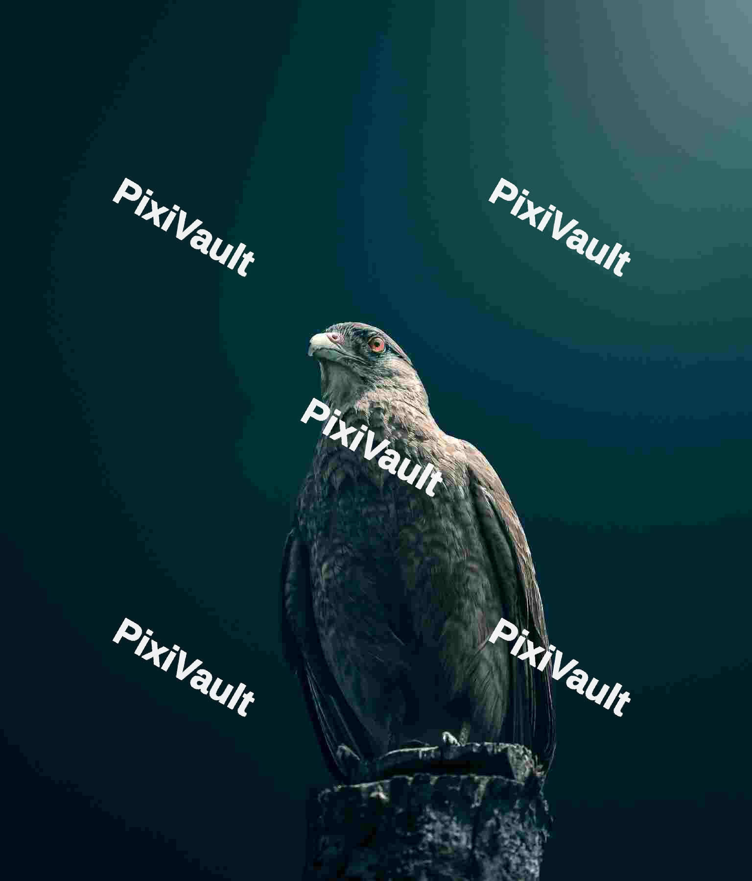 Hawk perching on a trunk
